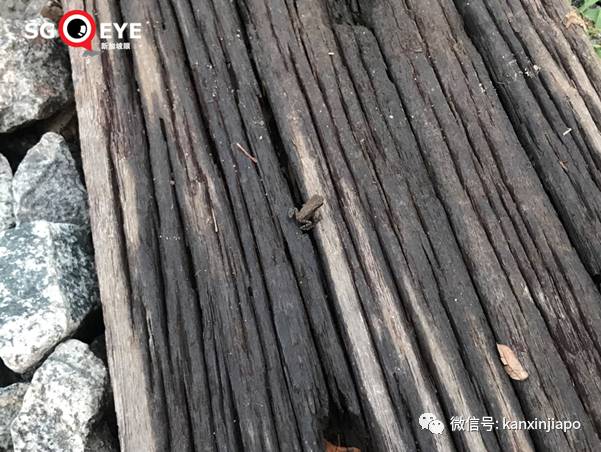 昨天小長假人山人海，武吉知馬老鐵路成新景點！前生今世大揭秘