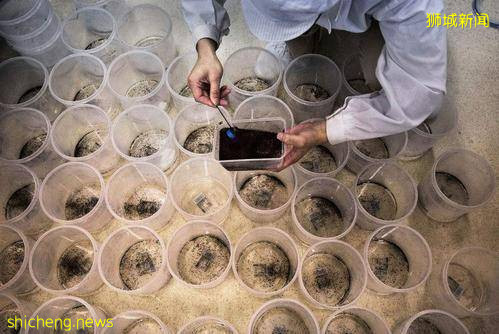 建工厂繁殖蚊子,新加坡每周释放500只蚊子,到底是想干嘛