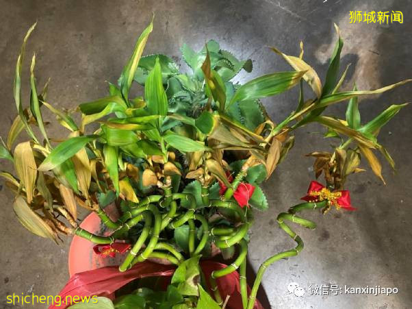 “我老公确诊了，他是重症中的轻症”