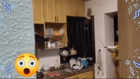 “救命！我在新加坡厨房里挂了一串香蕉，引来一群蝙蝠！”