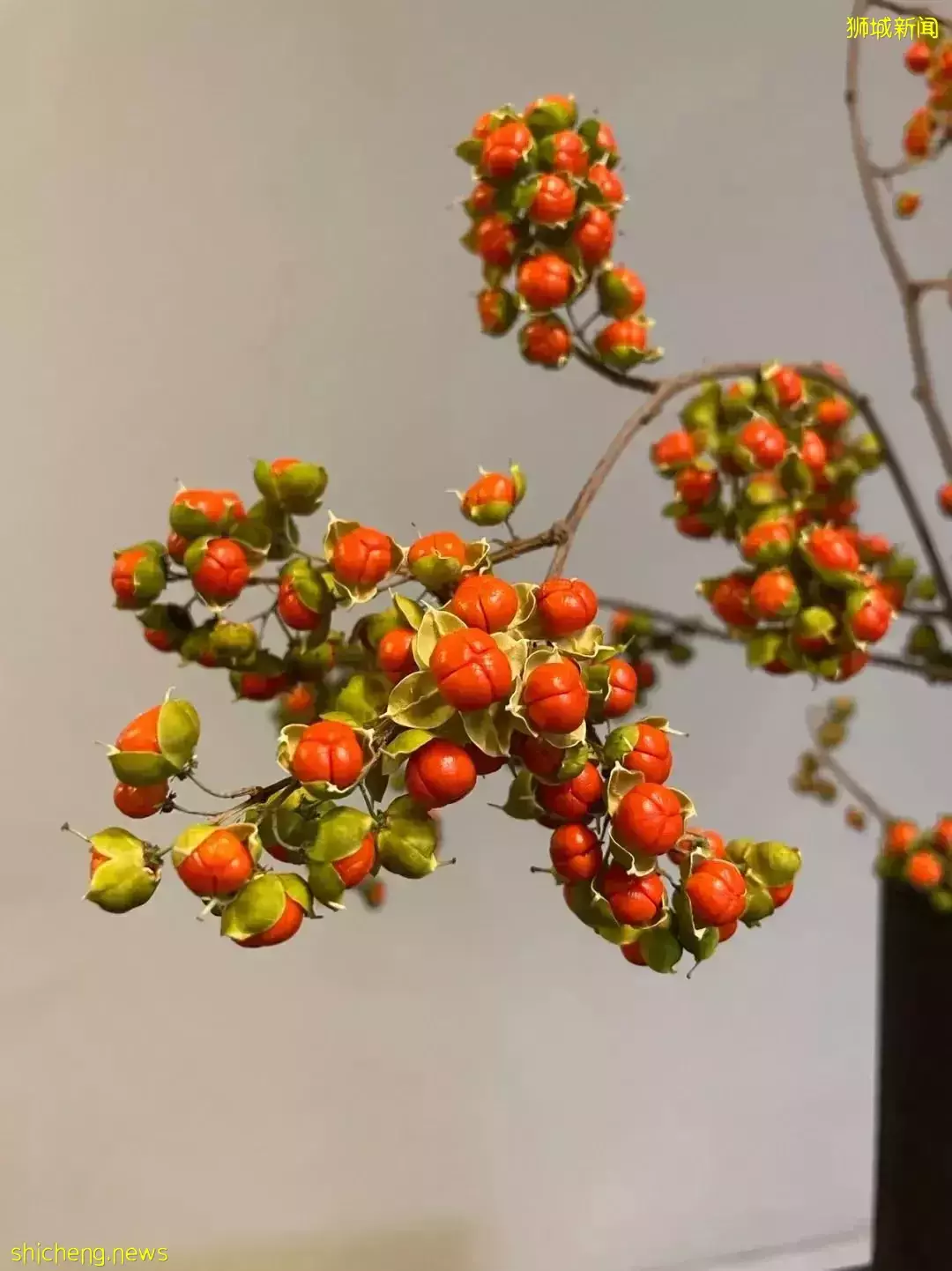 鮮花在熱帶也能養1個月？資深花友新加坡買花、養護大揭秘