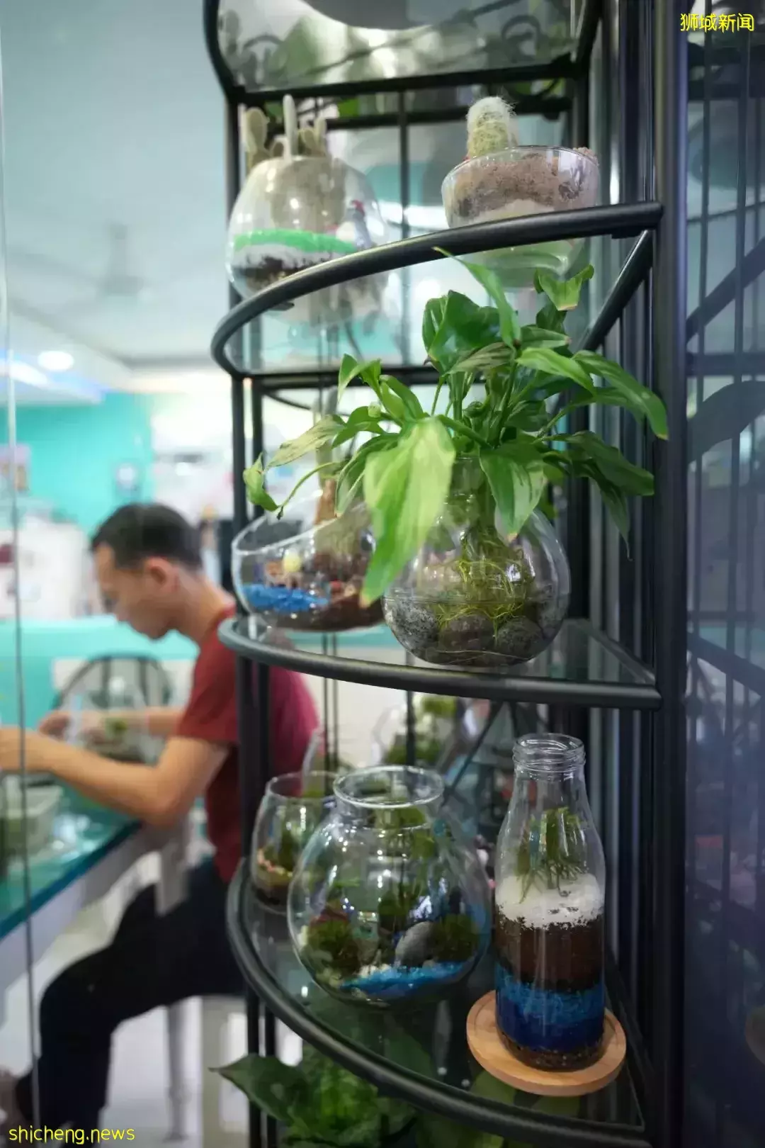 小小組屋內有百盆植物，園藝爲何讓這對新加坡小夫妻如此著迷