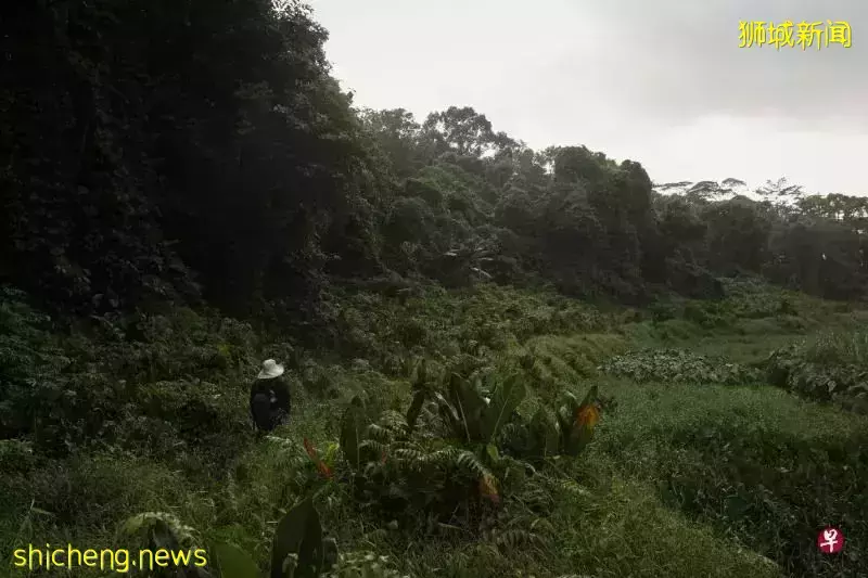 2030年,新加坡人人走路10分钟就能到公园?先去感受一下