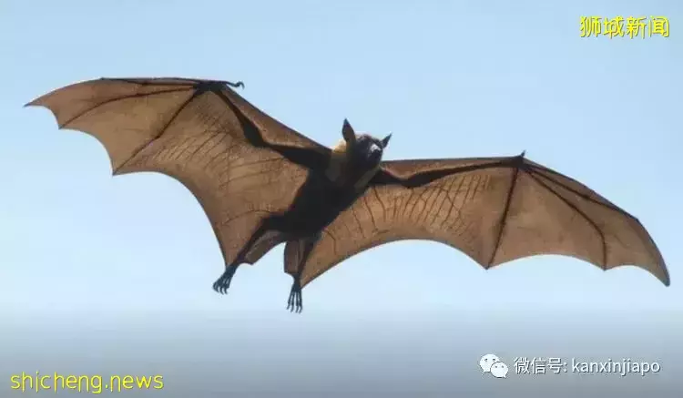 反反複複，新冠病毒生命力爲什麽如此“頑強”