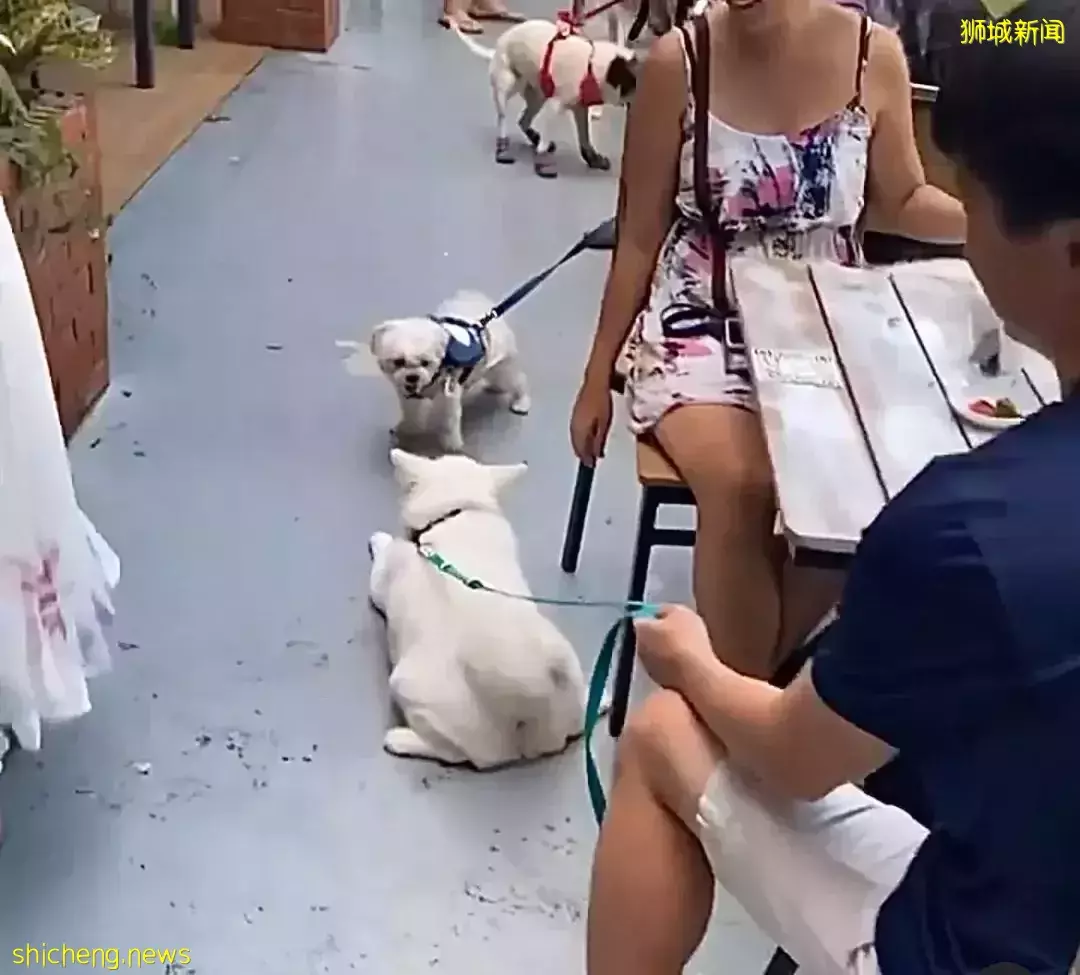 超新奇体验!新加坡有家越南餐馆可以和小马驹做朋友哦