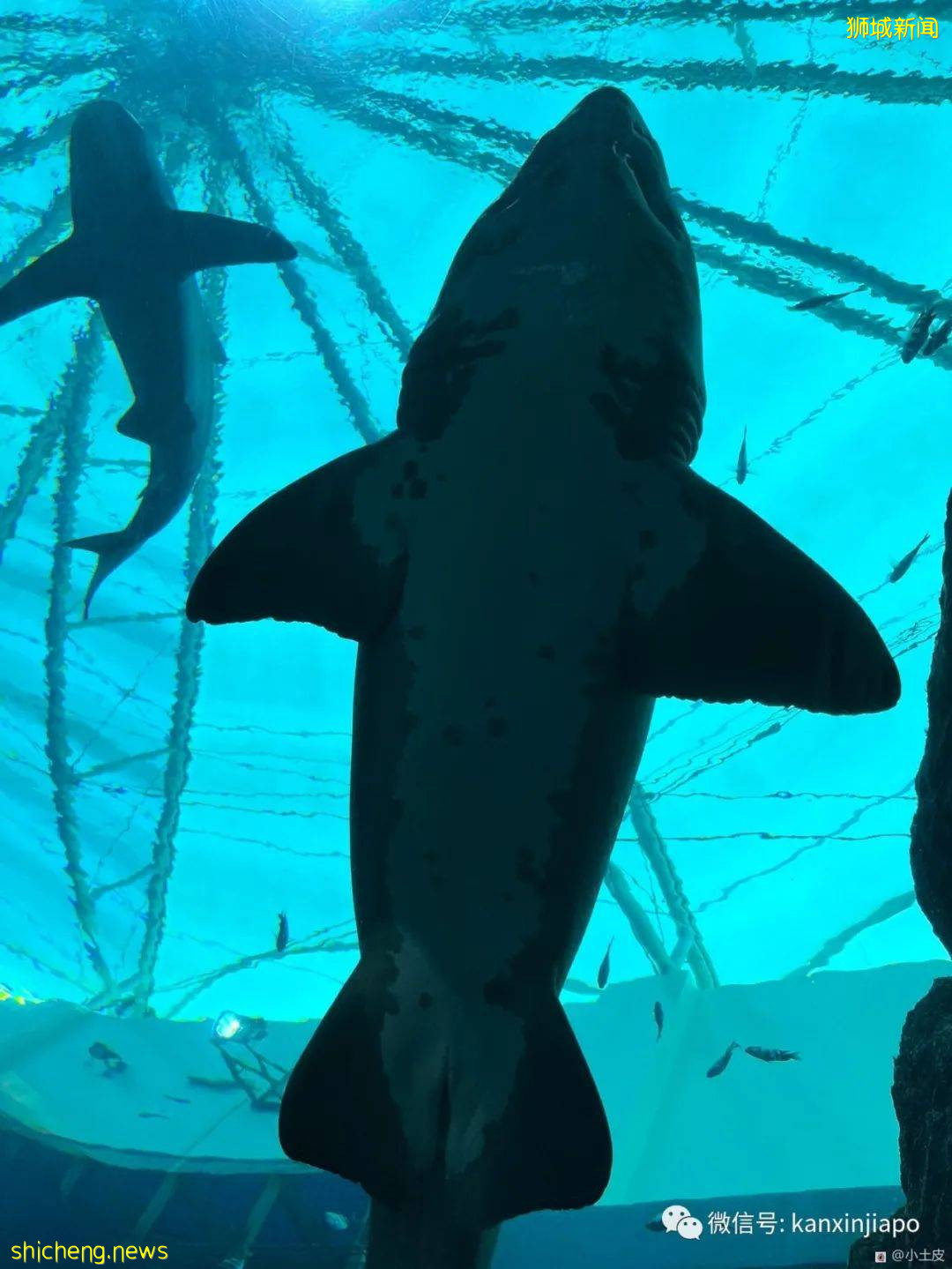 亞洲最大的海洋館,原來在新加坡