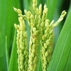中國東北蟹稻共存生態大米首次引進新加坡，快來嘗鮮吧