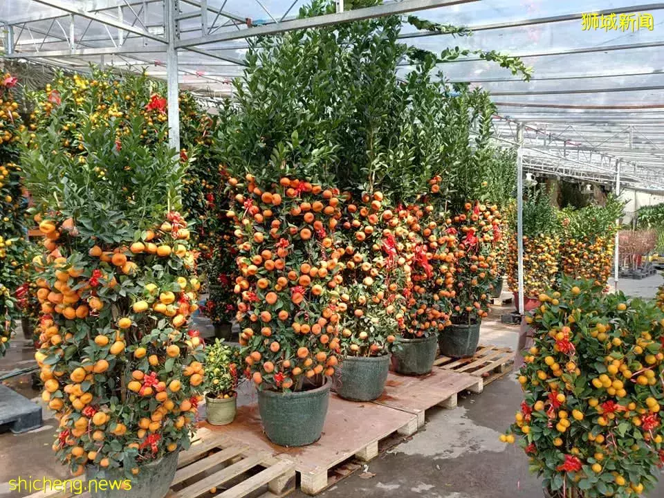 “疫情間過年沒事做” 就逛花市 湯申路花圃現新客源