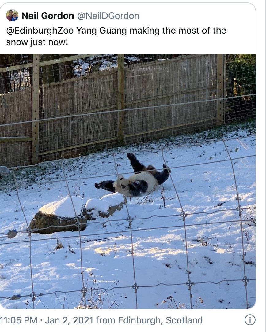 英国计划把大熊猫退回中国,养不起了~“看新加坡的熊猫多好命!”