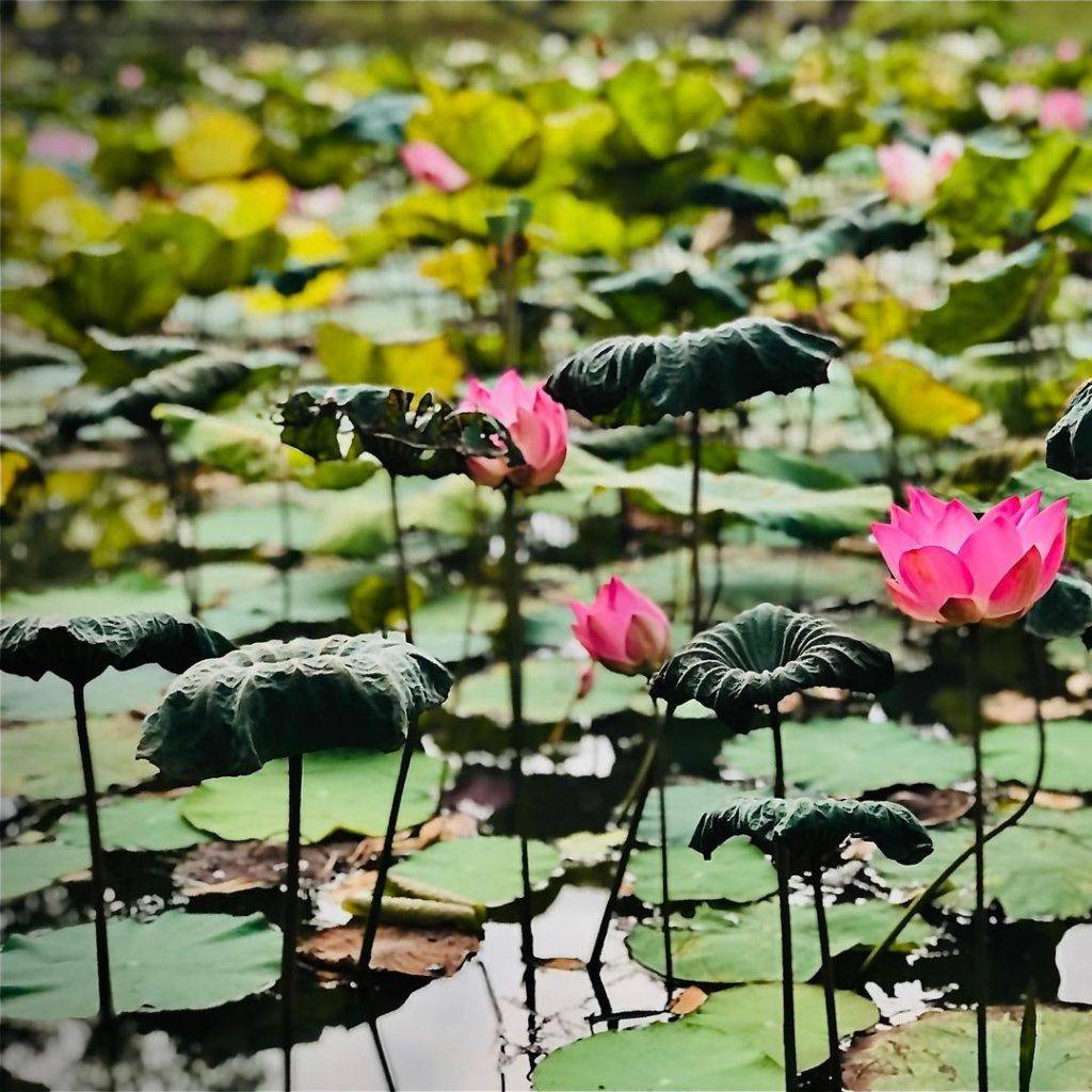 打卡新发现👉碧山宏茂桥公园📍自然景观+莲花池塘+湖畔舞台,遛狗散步不忘拍拍照💕
