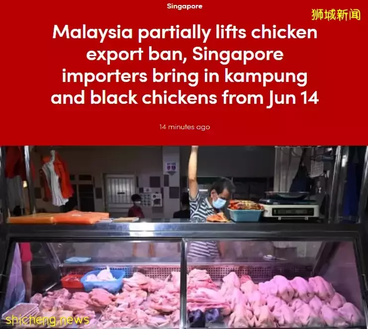 禁令解除！今天，新加坡又有鲜鸡肉了，猫山王榴梿也低至5新币