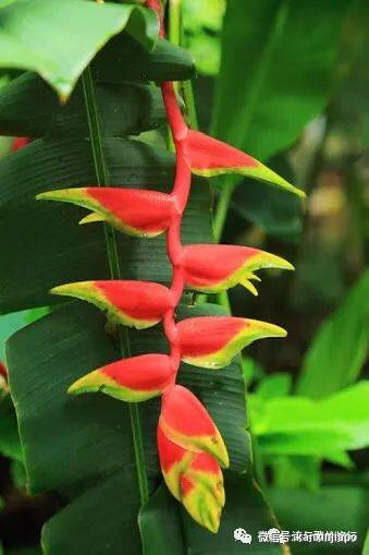 亞曆山大在新加坡鋪了一條路,你知道在哪裏嗎