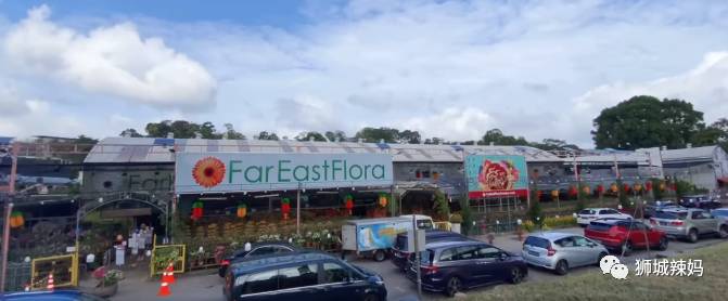新加坡最大最好逛的花市,1000+花卉,新年必入好运连连