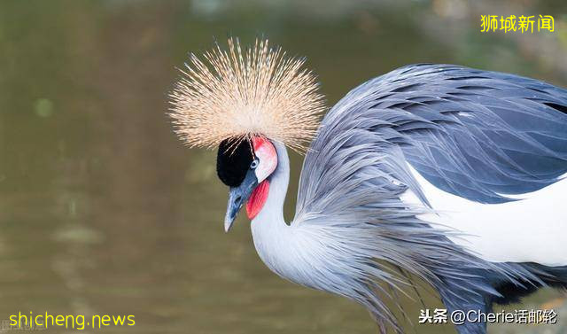 新加坡旅遊3天就夠?看完這篇最全攻略,你還這樣認爲嗎!