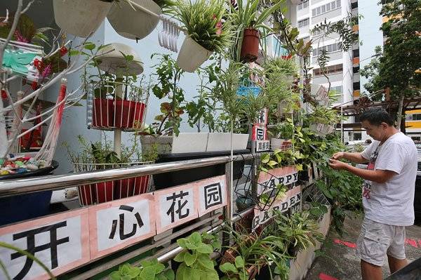 组屋底层绿意浓 父子开辟“开心花园”