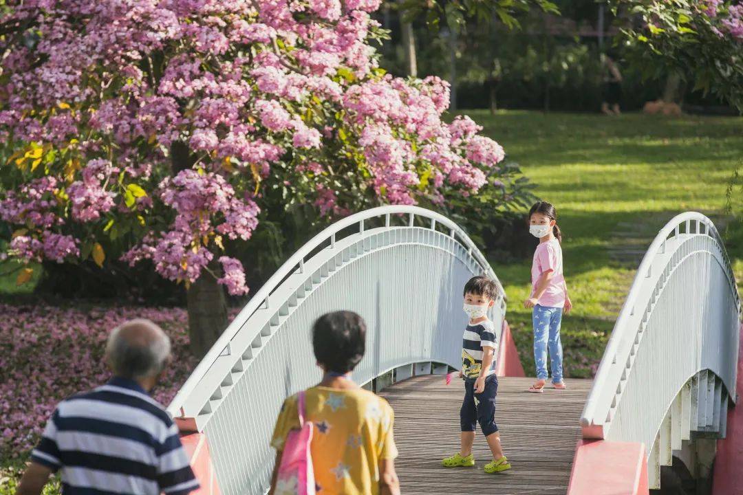新加坡這些“櫻花公園”火了！$2起限定美食，別讓粉色季節白白溜走啦