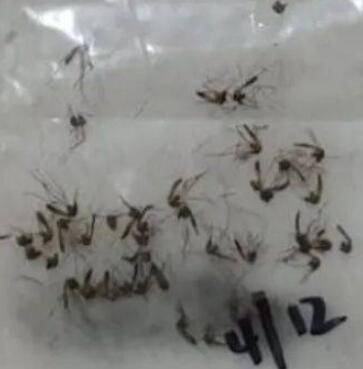 新加坡奇葩一家人,三星期收集近400只蚊子尸体