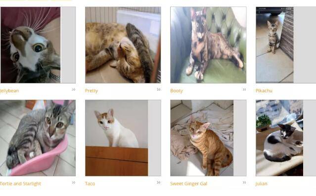 新加坡鏟屎官怕得新冠丟棄四只寵物,被罰款4000元