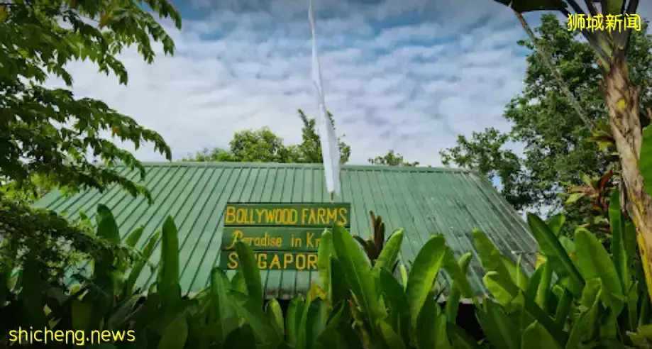 下水抓蛙、摘菜摸鱼、开土摩托……我带娃体验了一把新加坡的农家乐