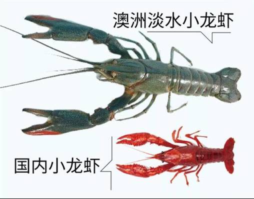 比雙11剁手更恐怖的事情是——這家烤魚、小龍蝦，竟然讓人