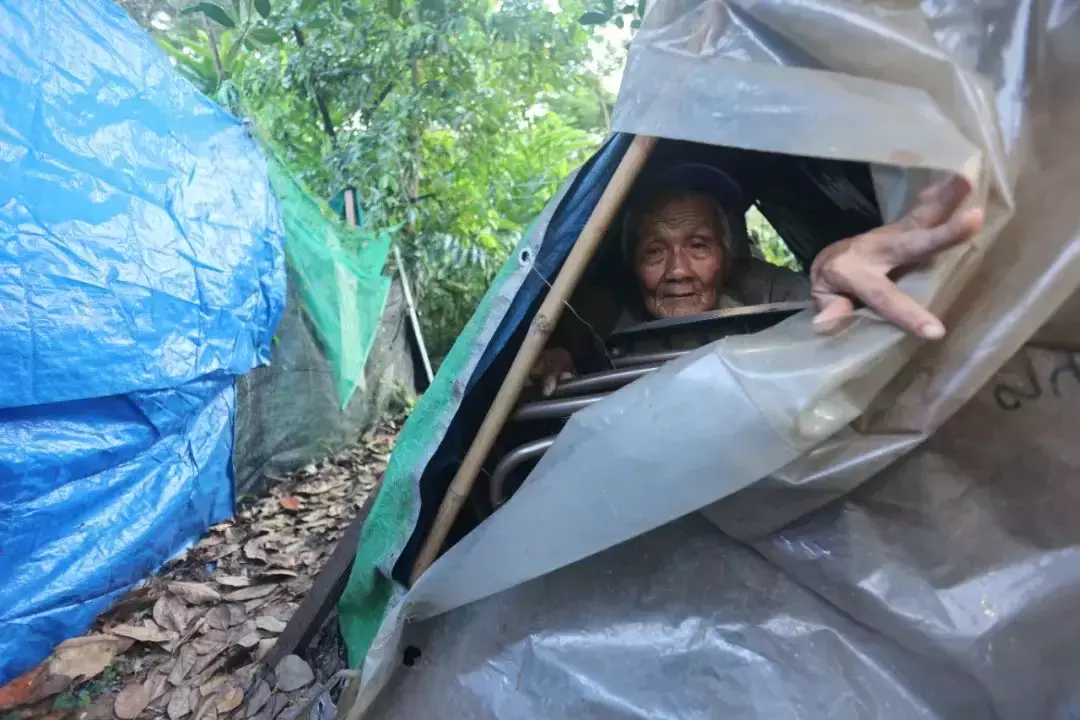 新加坡79歲老人獨自住樹林30年，非法賣菜遭取締只指望