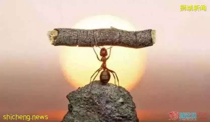 新加坡“呼吸機”司機走紅，網友調侃：宣傳公益想不紅都難