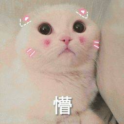 新加坡读研？四六级可申请？我可以