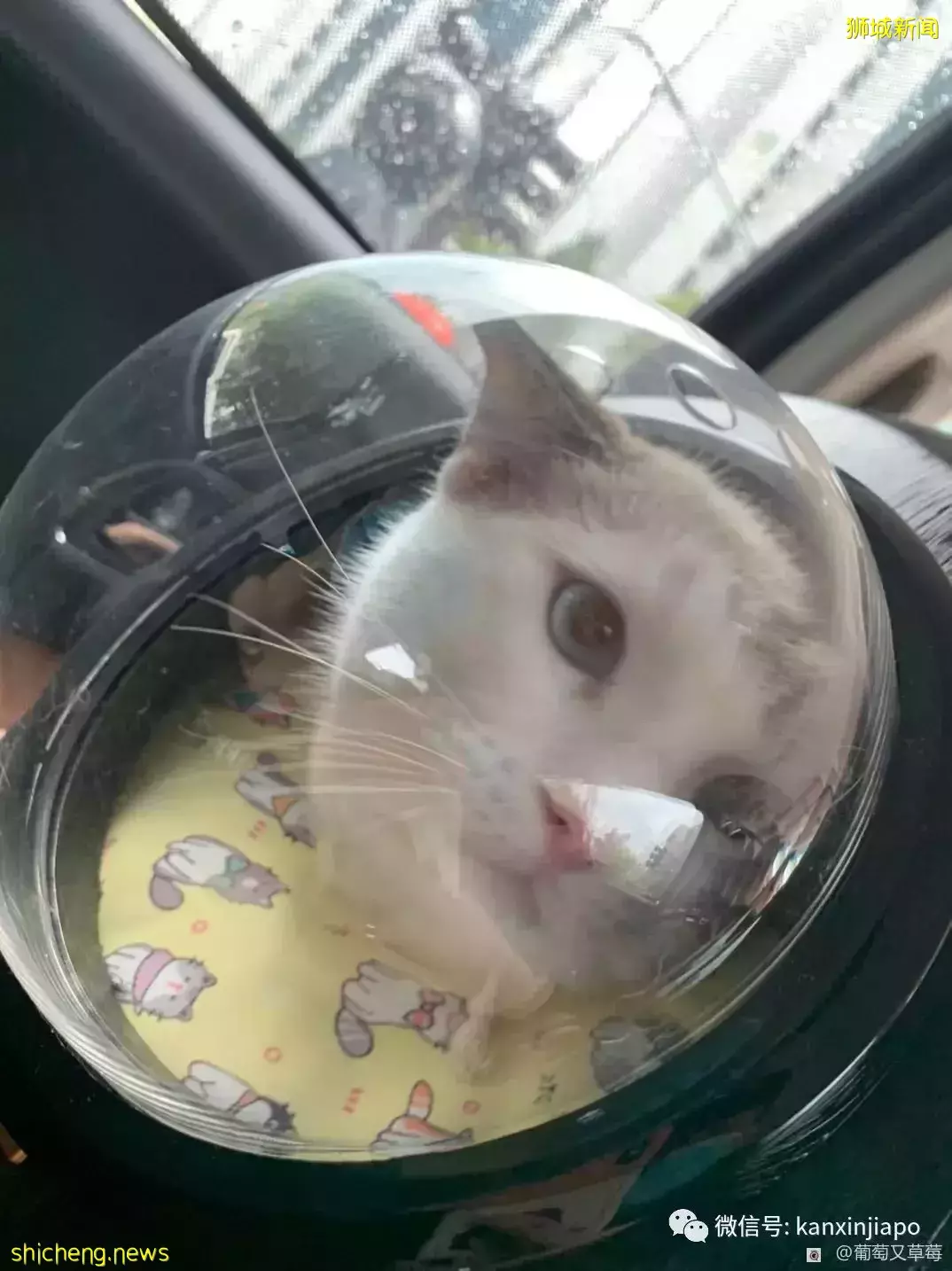 在新加坡怎么给猫咪绝育?铲屎官们看过来