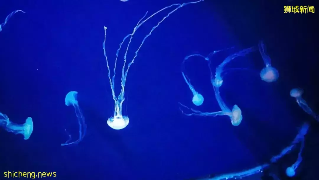 又是想去新加坡旅游的第N+1天！先收藏这份‘新加坡旅行攻略’来解馋吧