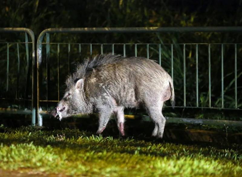 野猪出没！你会让它留下 还是把它赶走