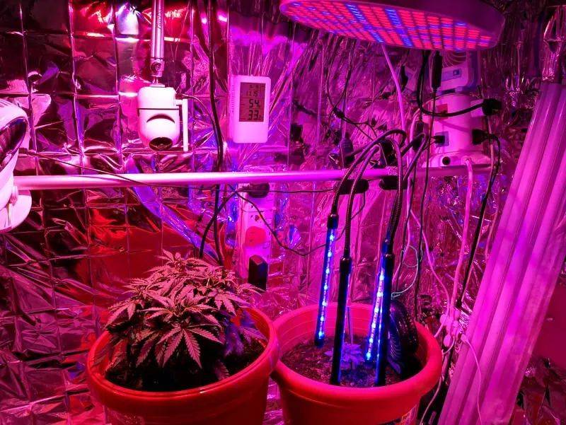 胆子不小！自己在家种大麻