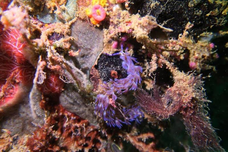 神秘詭魅“新加坡鬼島” Pulau Hantu！ 國內小衆島嶼 窺探潛水愛好者的寶藏之地