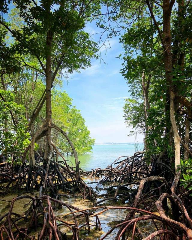 新加坡多元化自然生態！Chek Jawa Wetlands 島上濕地公園🏝 徒步探索、沿海浮橋邂逅美景