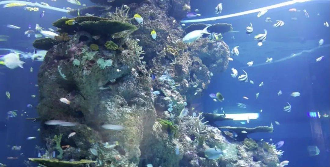 遛娃胜地新加坡!盘点那些让娃流连忘返的主题乐园