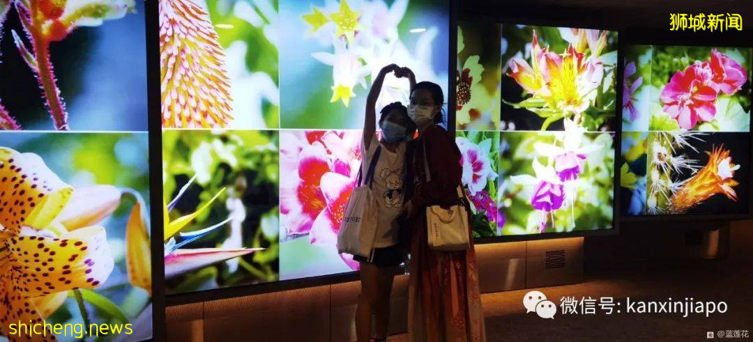 新加坡親子好去處！濱海灣～花穹～雲霧森林～空中步道半日遊