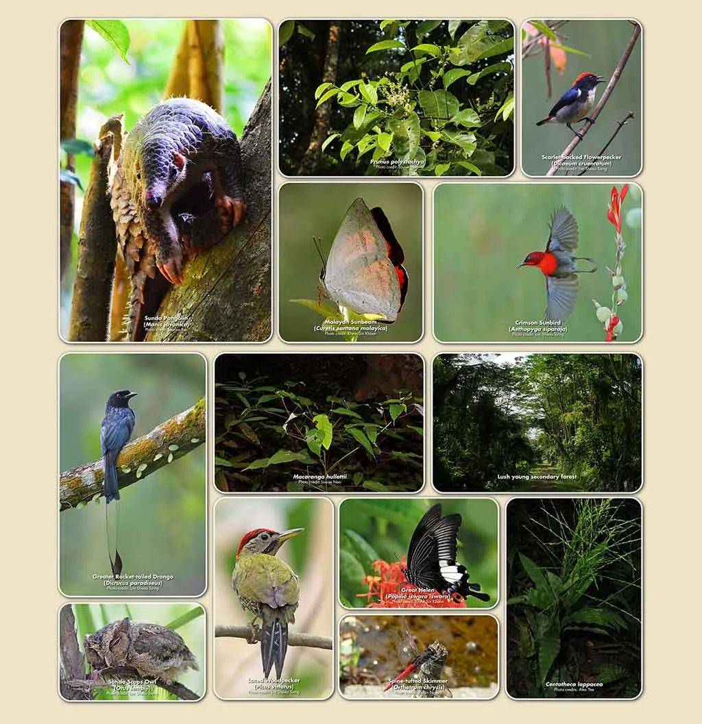 厲害了！新加坡封城一周年之際，狂開10個新景點准備迎外國遊客