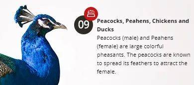 經營20年的新加坡“動物度假村”宣布結業，明年1月10日爲最後營業日期