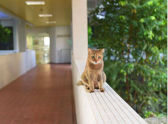 小坡島留學 NUS 校園撸貓攻略