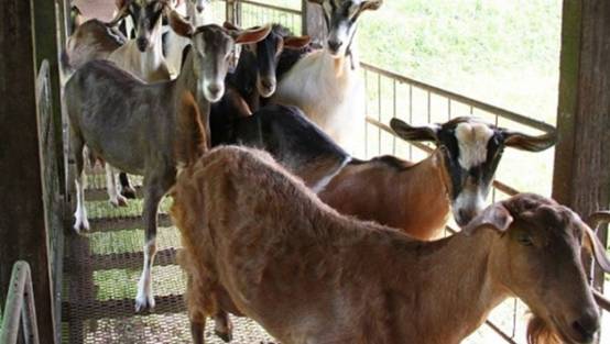 新加坡有这么多适合遛娃的农场,你竟然还不知道