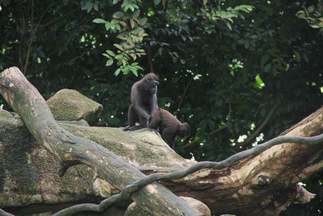 世界十大动物园之一：新加坡动物园，确实不一样