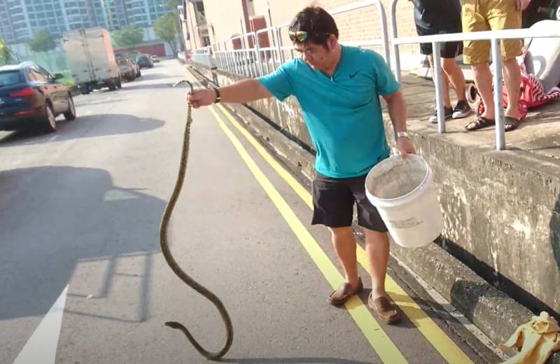 突發！這個海灘驚現一群巨型椰子蟹，還搶燒烤吃！新加坡也被鳄魚、蜥蜴、蟒蛇、水獺、猴子、野豬、野雞嚇到過