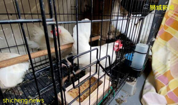 新加坡組屋變“客廳”？有點格局！養雞場、小叢林、毛片場