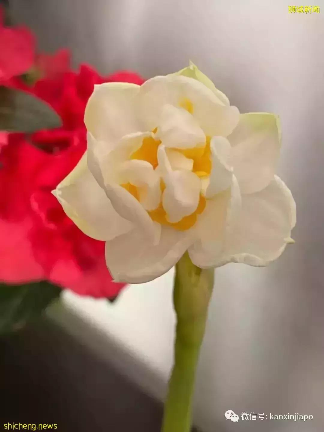 新加坡開運年花,你知道幾個