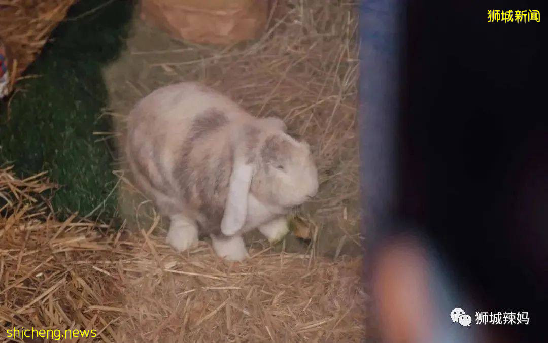 僅2天！新加坡動物園最牛的餵動物之旅，8折！還有幻光雨林和4大園5.5折起，搶啦