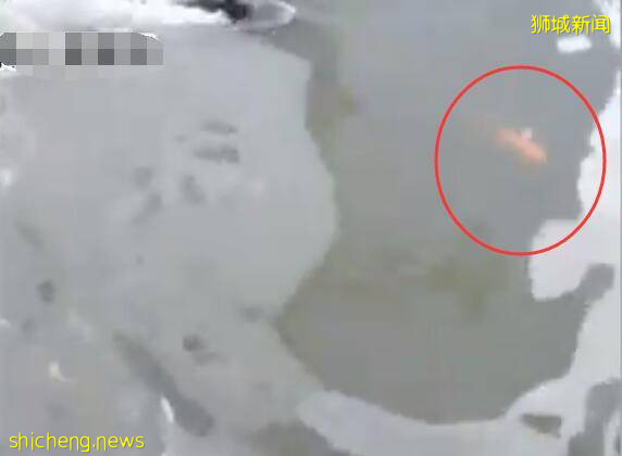 新加坡水獭抓鱼现场遭翻车,画面太疗愈啦