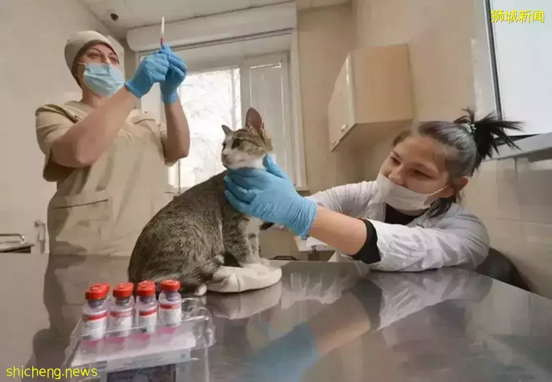 新冠病毒傳播又有新途徑?診所反饋:新加坡患者後遺症增加