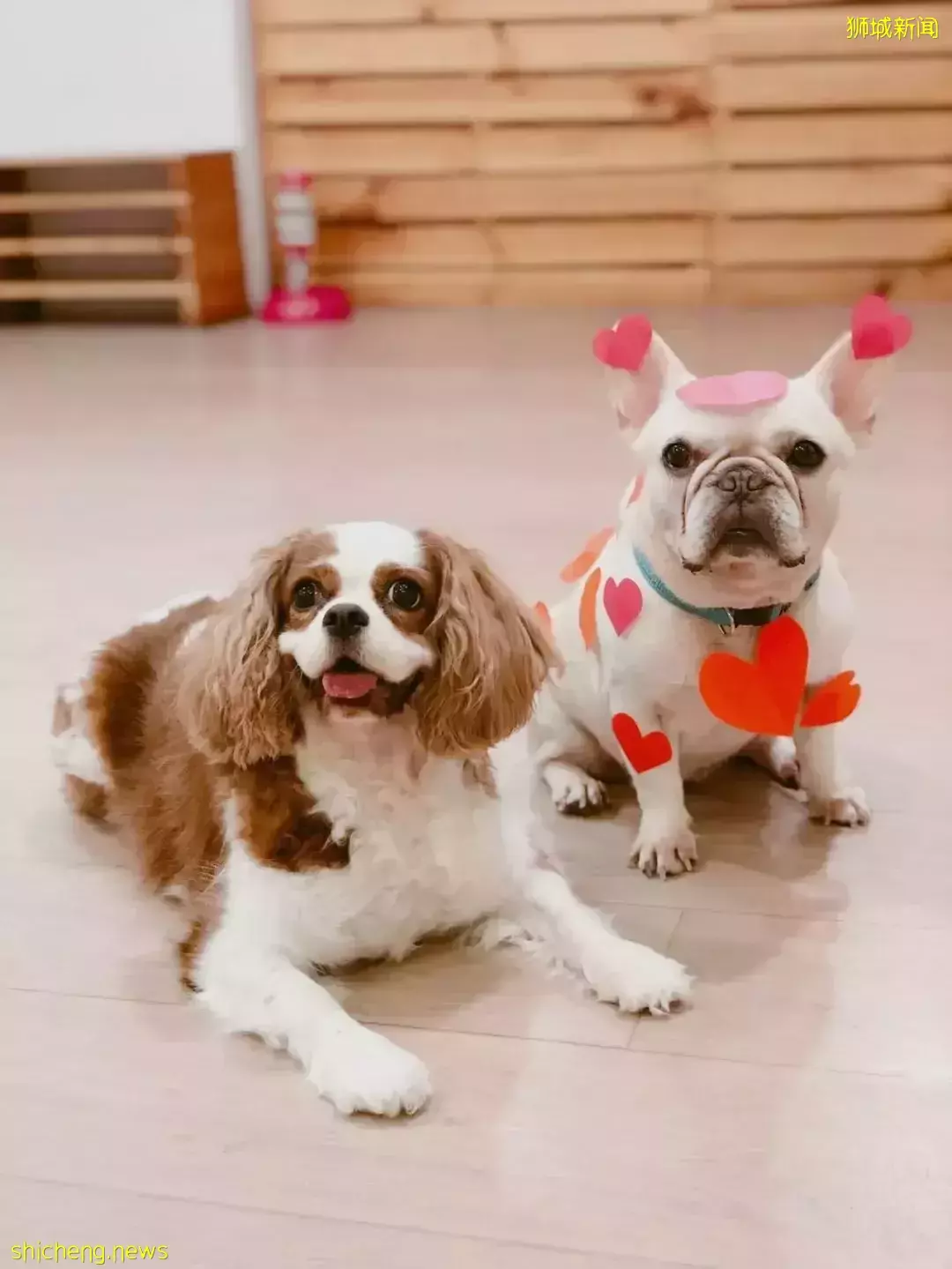 吸猫撸狗不是梦，5家新加坡宠物咖萌到犯规