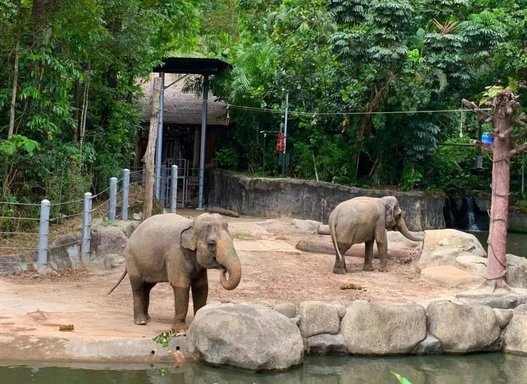 行走獅城——新加坡動物園