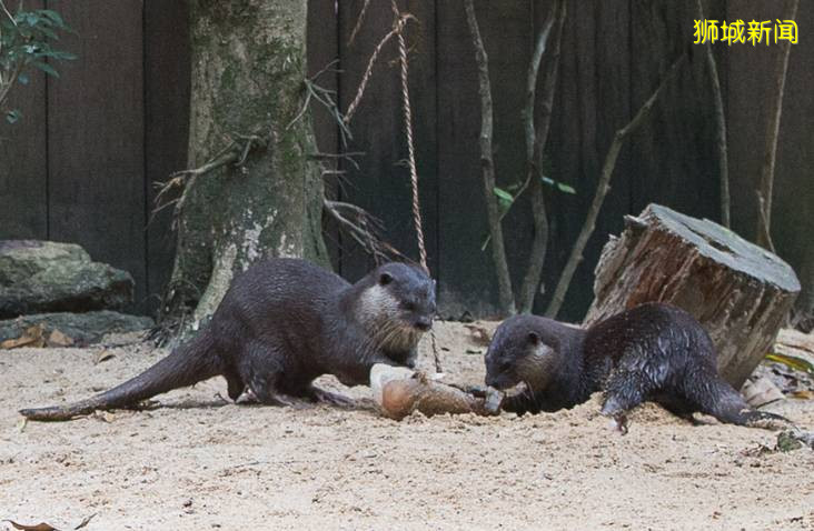 为庆祝新加坡成立55周年,WRS鼓励新加坡人参观本土物种