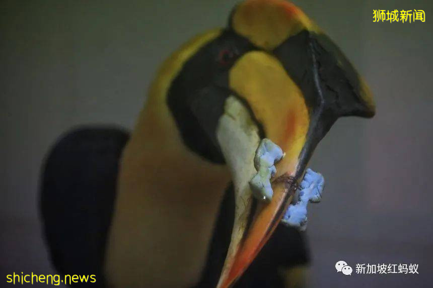 新加坡飛禽公園設有禽類專科醫院　裏面的“病人”最輕5克最重50公斤